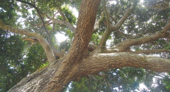 Bahia divulga lista de espécies da fauna e flora ameaçadas de extinção